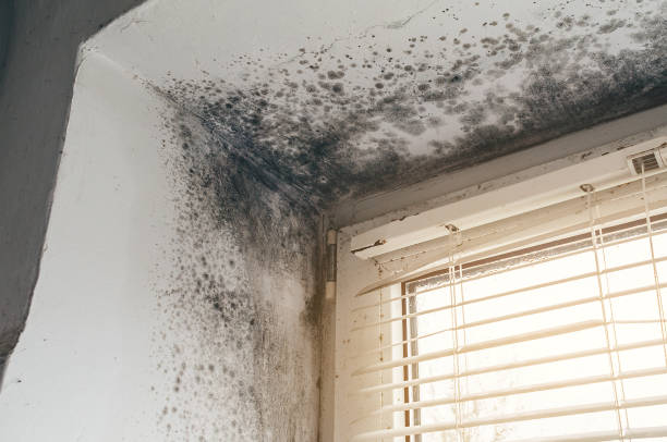 Affordable Commercial Mold Remediation solutions in Knoxville, IL